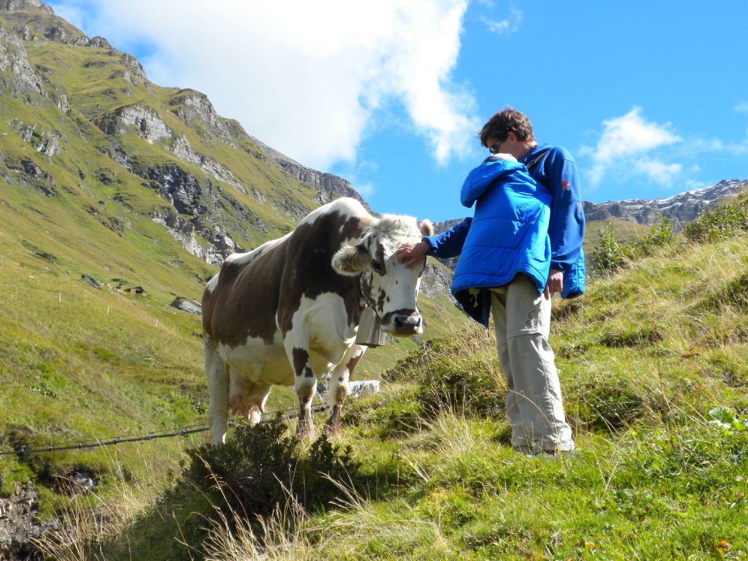 Gratte, gratte à la vache!