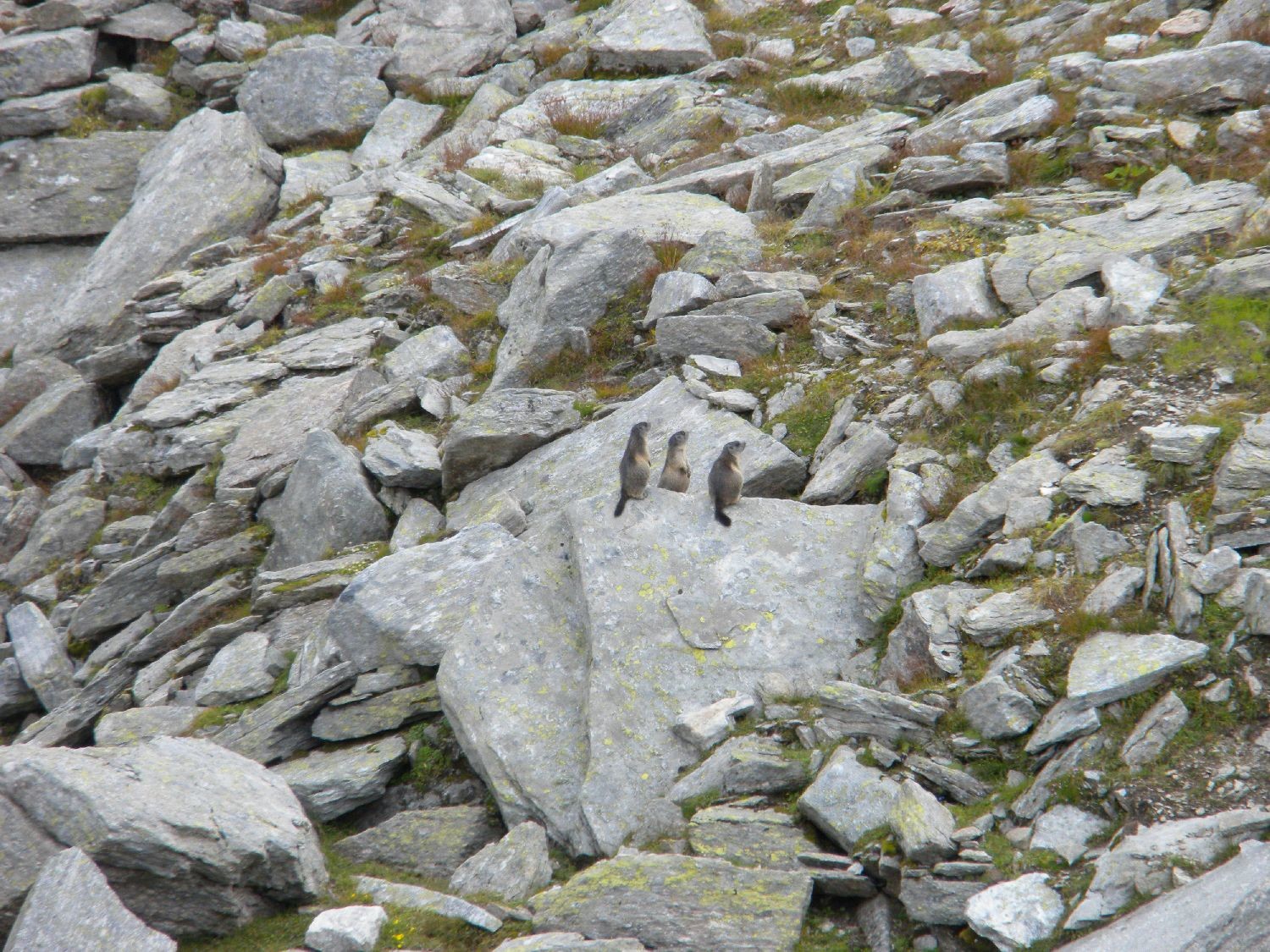 Alignée de marmottes