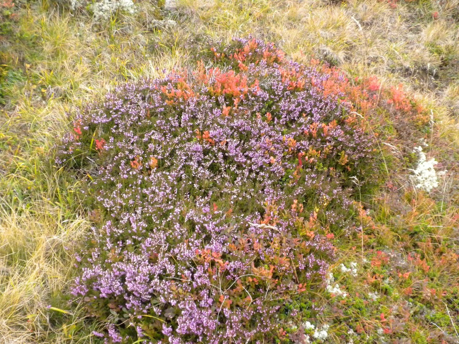 Couleurs d'automne