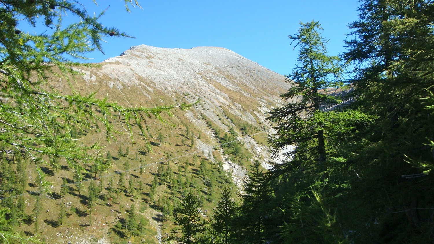 Camoscella