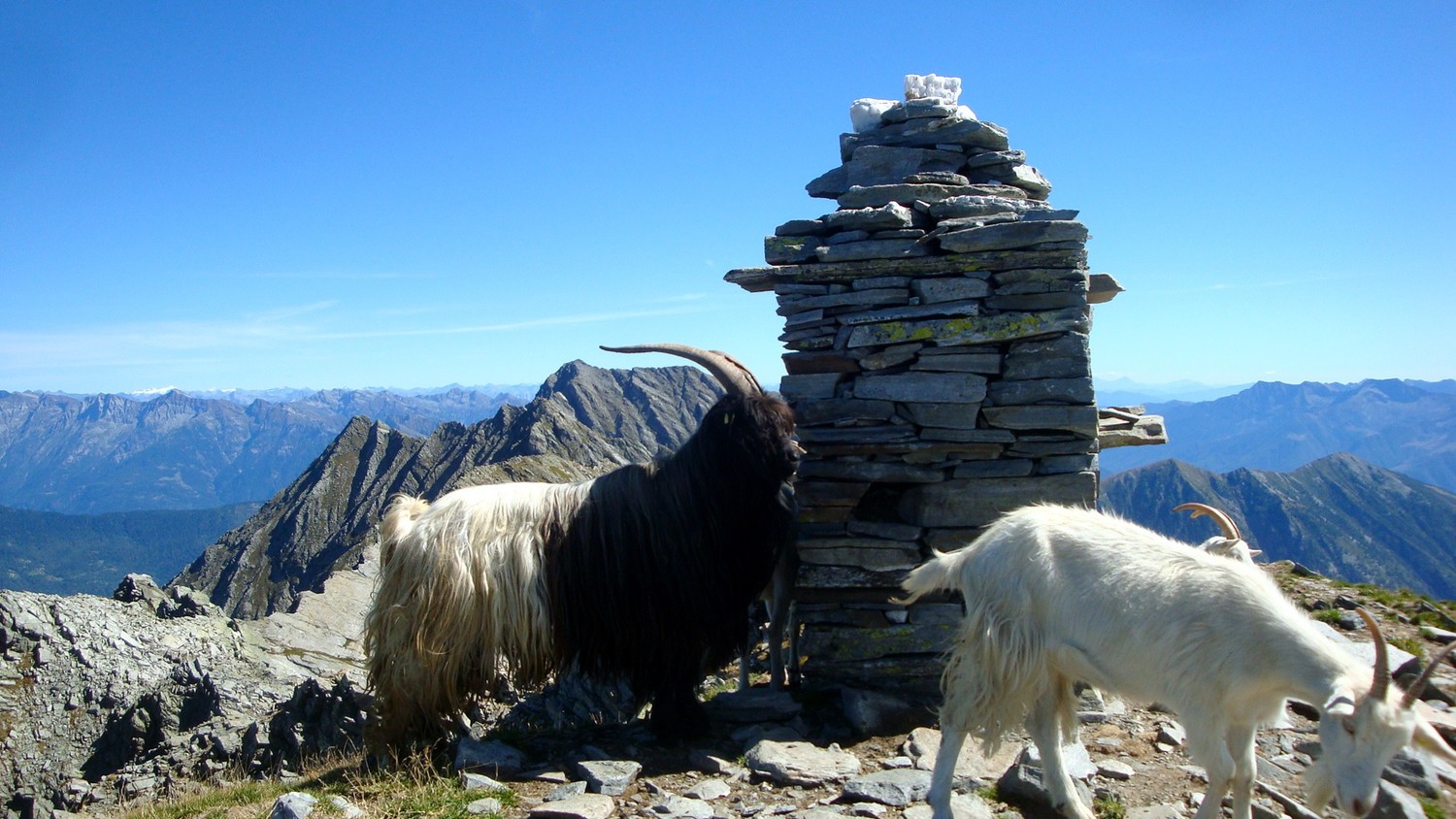 Camoscella: sommet