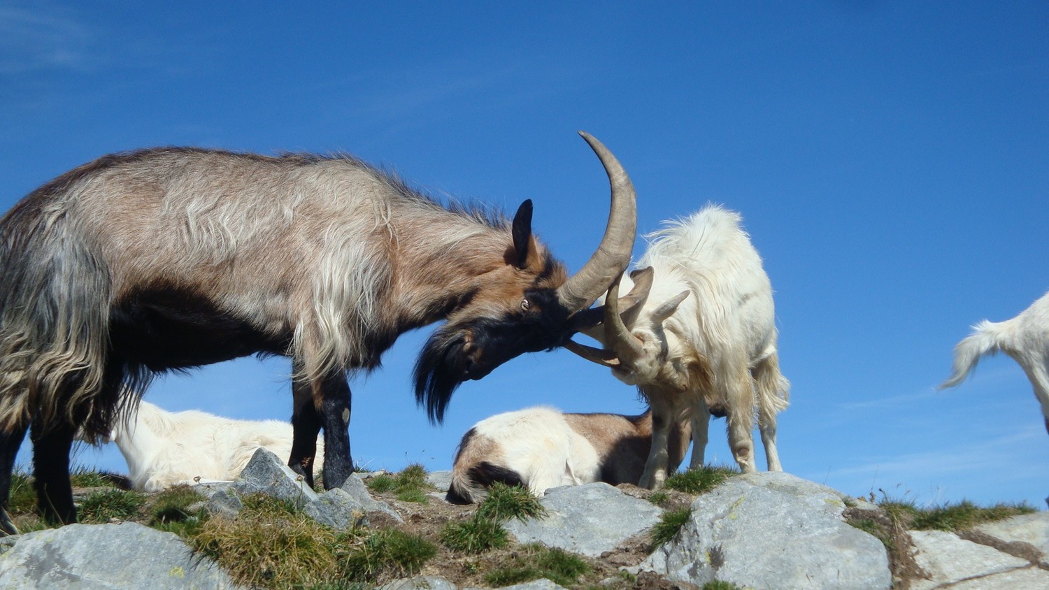 Camoscella: combat de boucs
