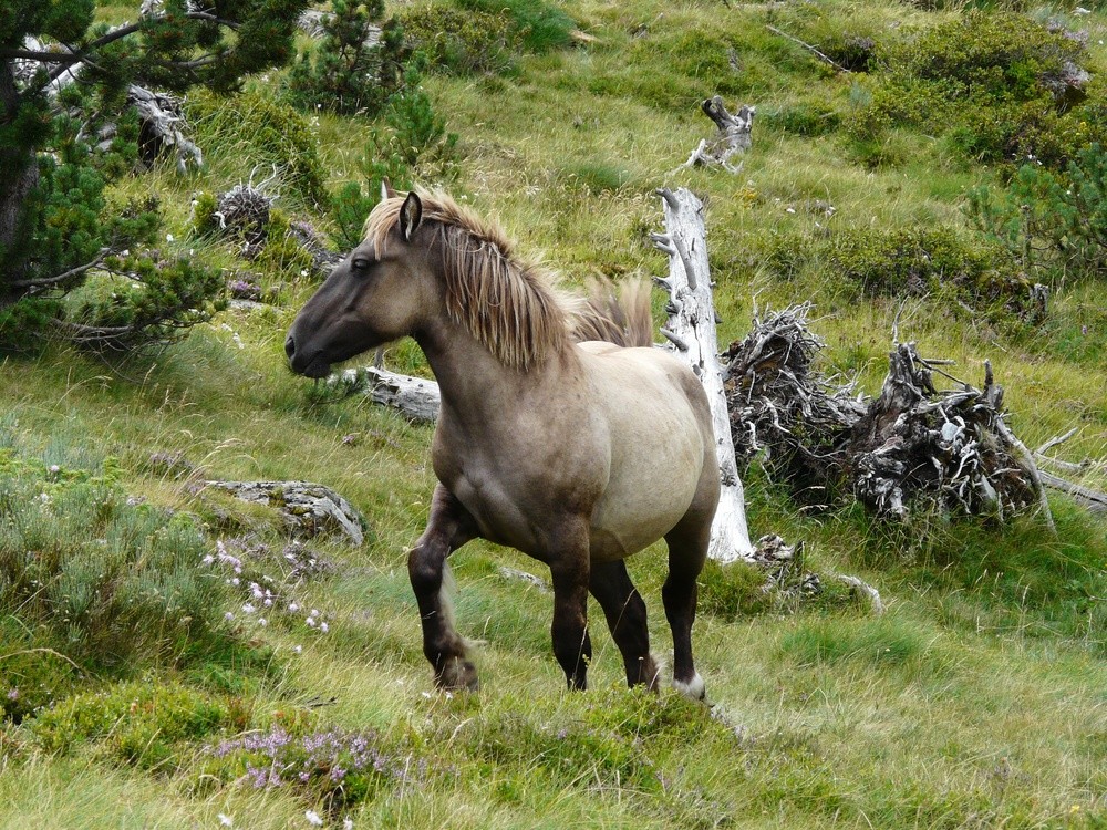 Dans le vallon de Comamala