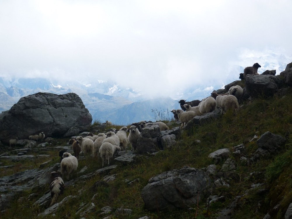 La journée du mouton