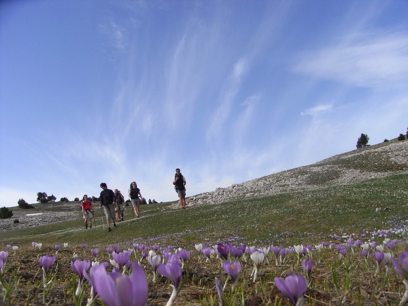Crocus près de Laval d'Aix