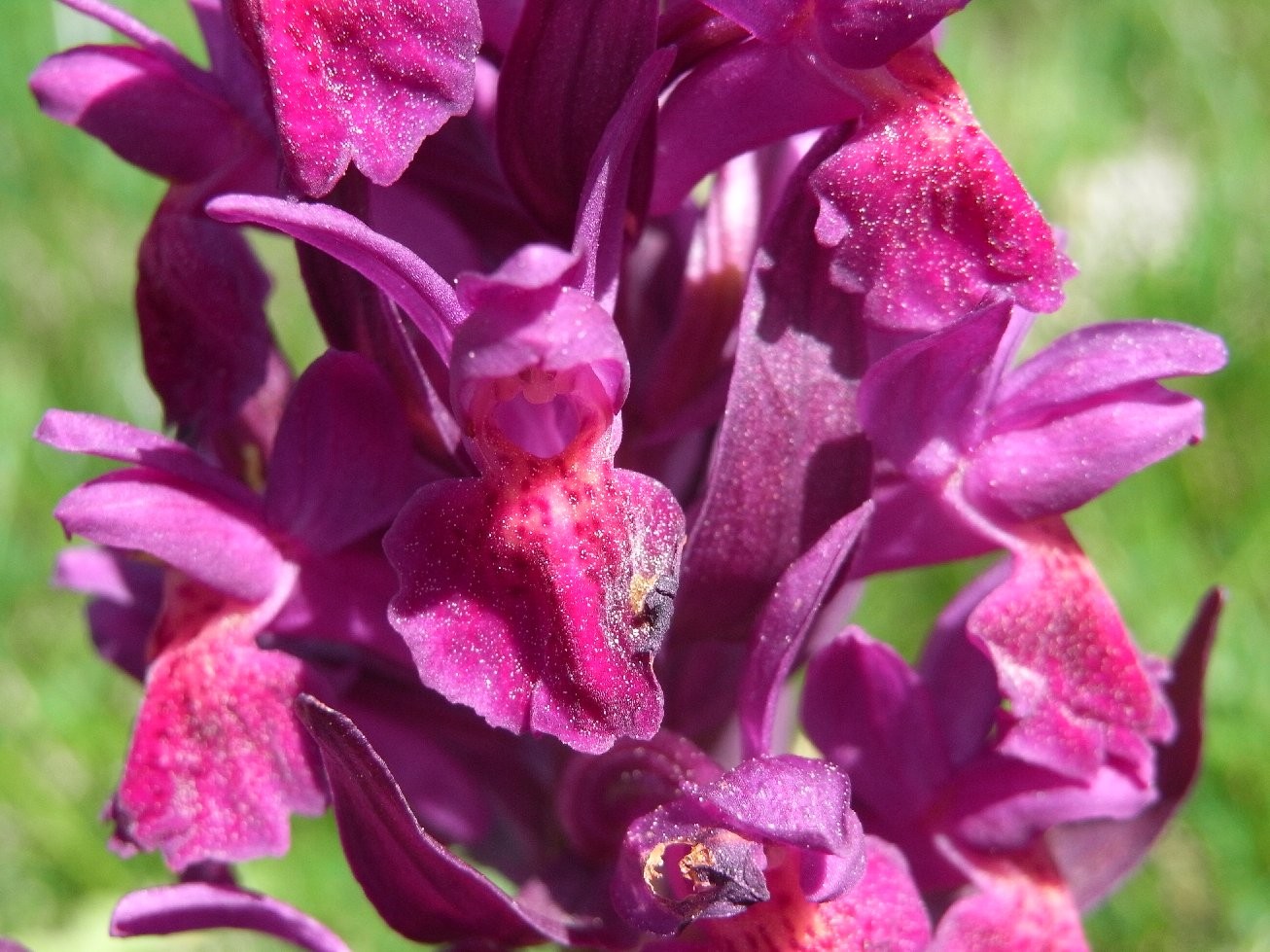 Orchidée