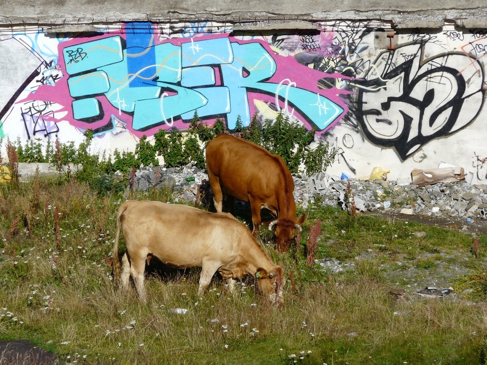 Vaches andorranes