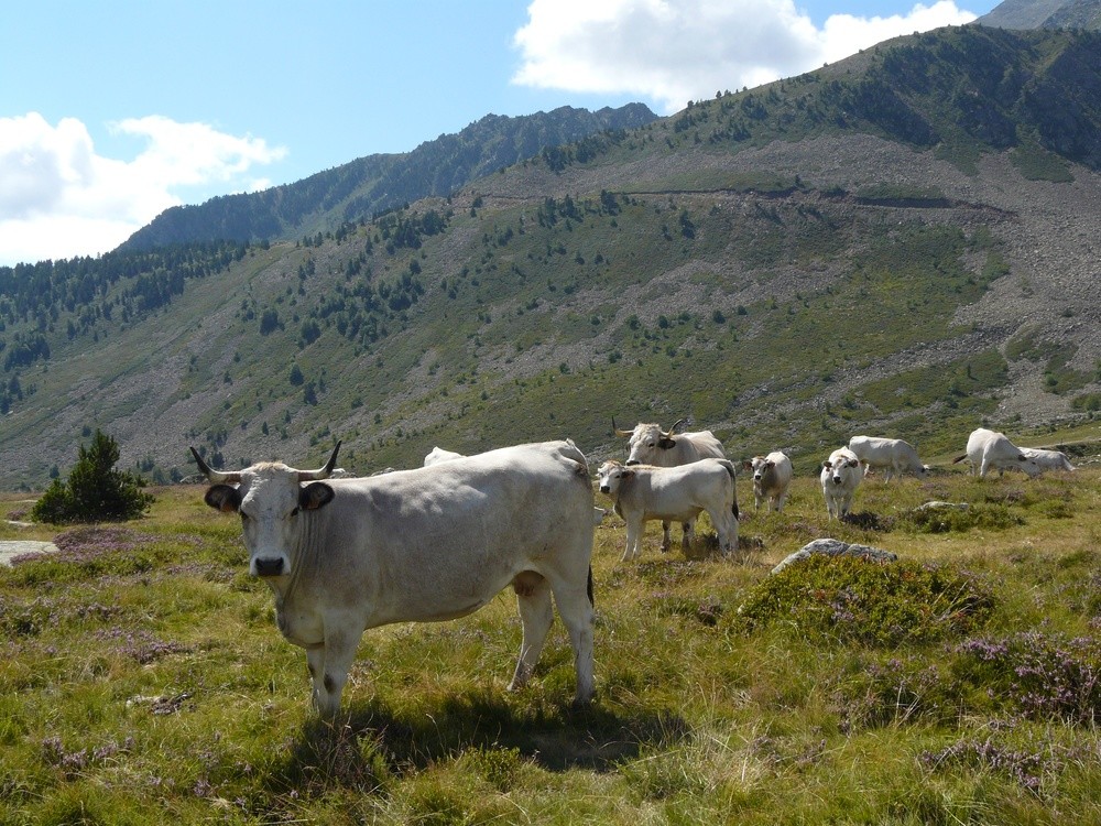 Vaches
