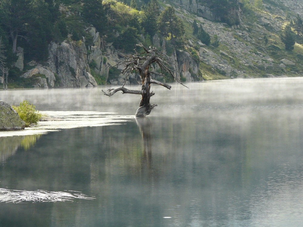Arbre mort sur le lac de Baix de Baciver