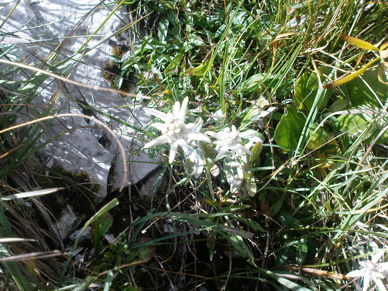Edelweiss à un relais