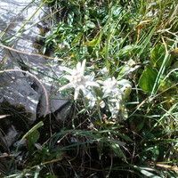 Edelweiss à un relais
