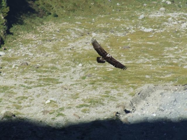 Le Gypaete, dans le vallon de Doran
