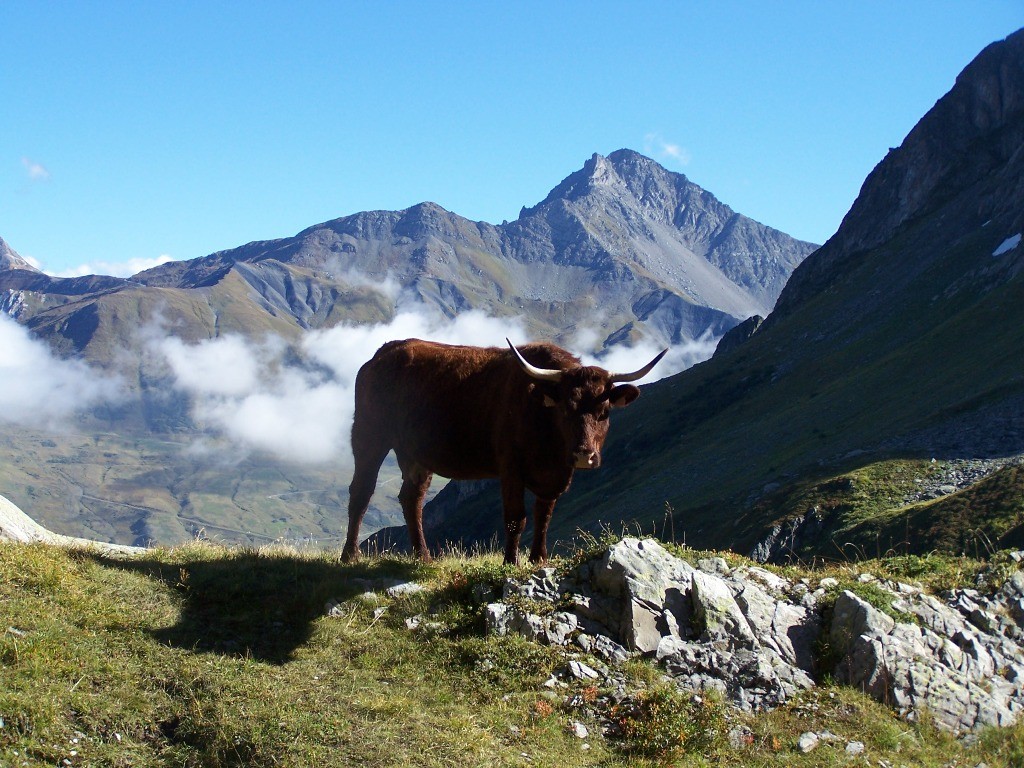 Rencontre dans la combe de la valette, gd pic de la lauzière