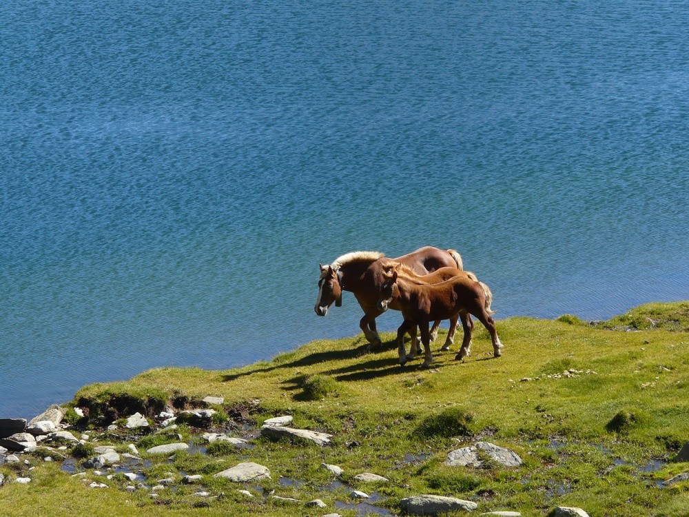 Chevaux au bord de l'étang de Sobirans