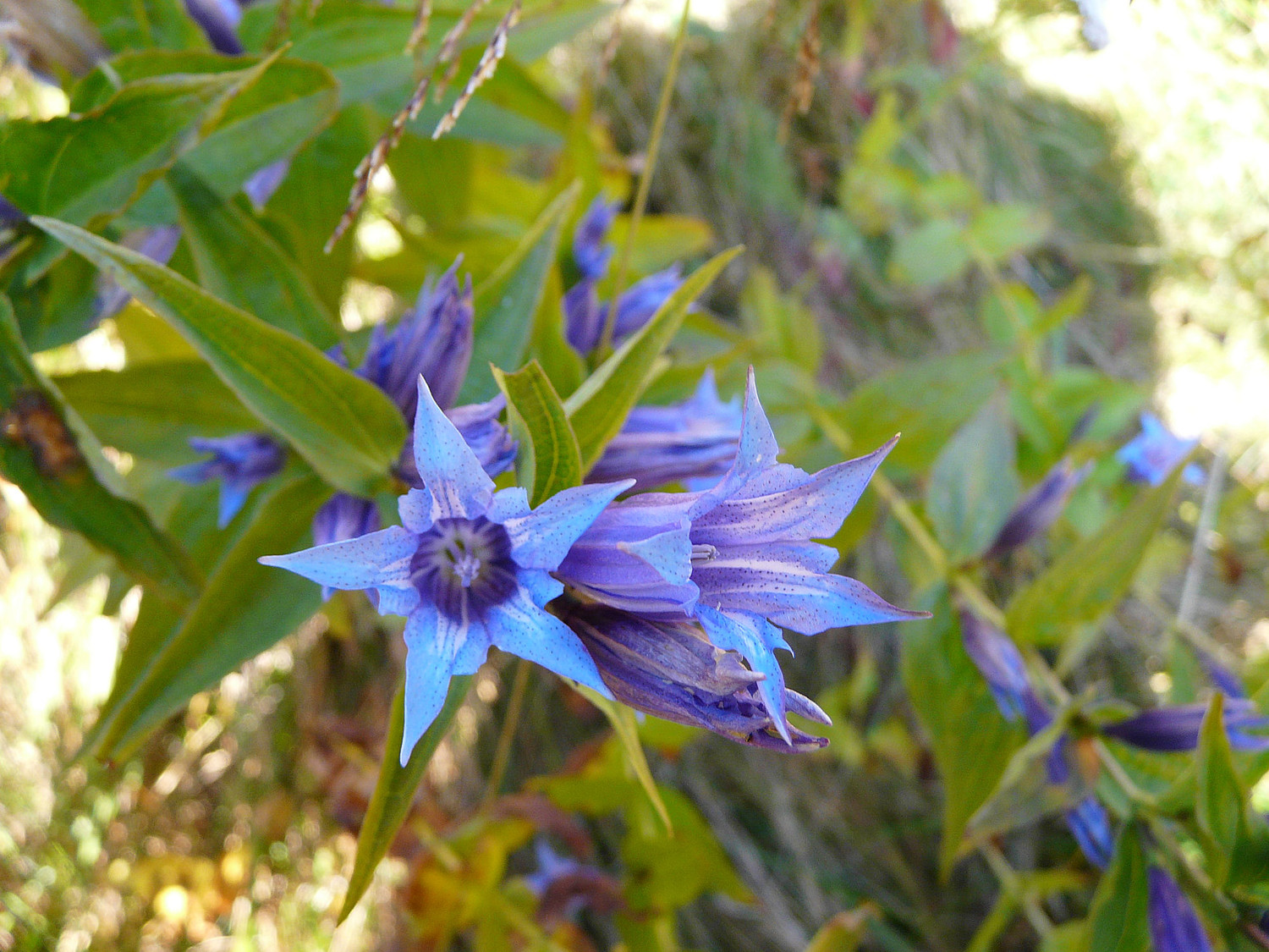 Dernières fleurs, gentiane pulmonaire des marais