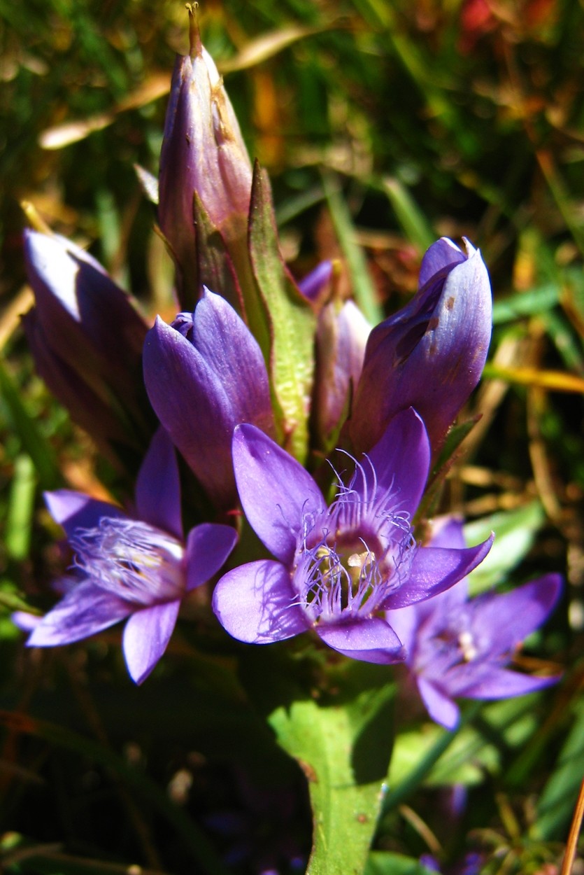 Gentiane champêtre (Gentianella campestris)