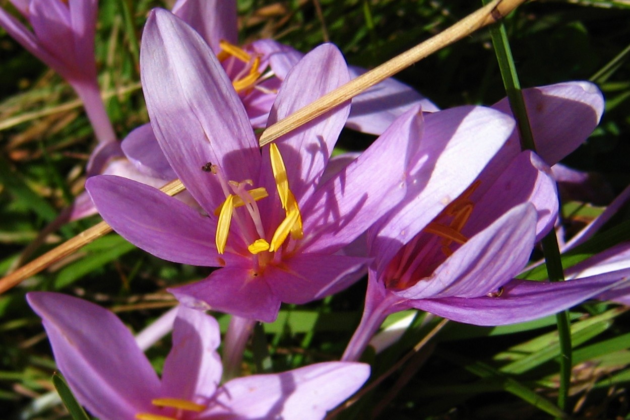 Colchique d'automne (Colchicum autumnale)