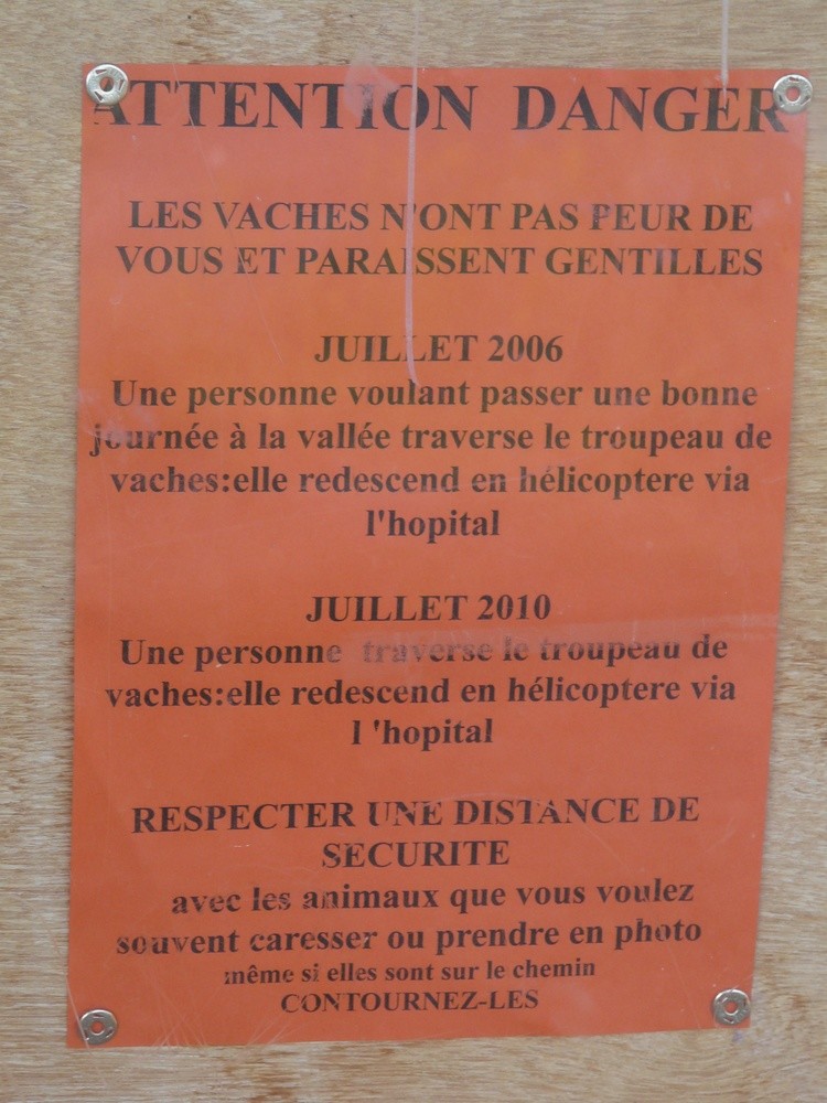Les vaches n'ont pas peur de vous