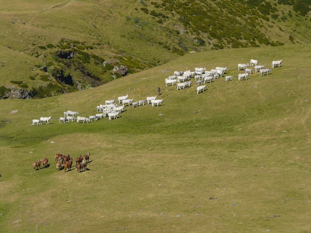 Troupeaux dans la vallée d'Eyne