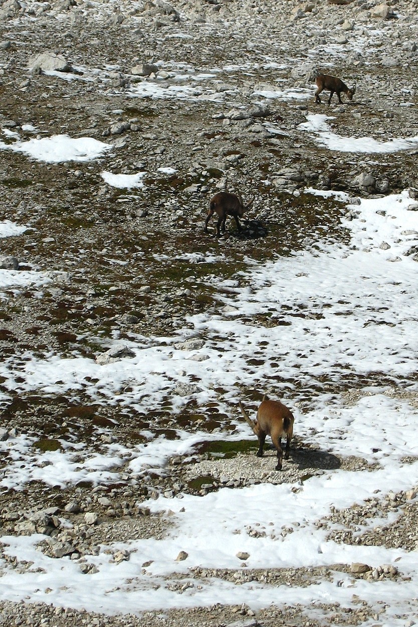 Bouqetins dans le massif du Sella