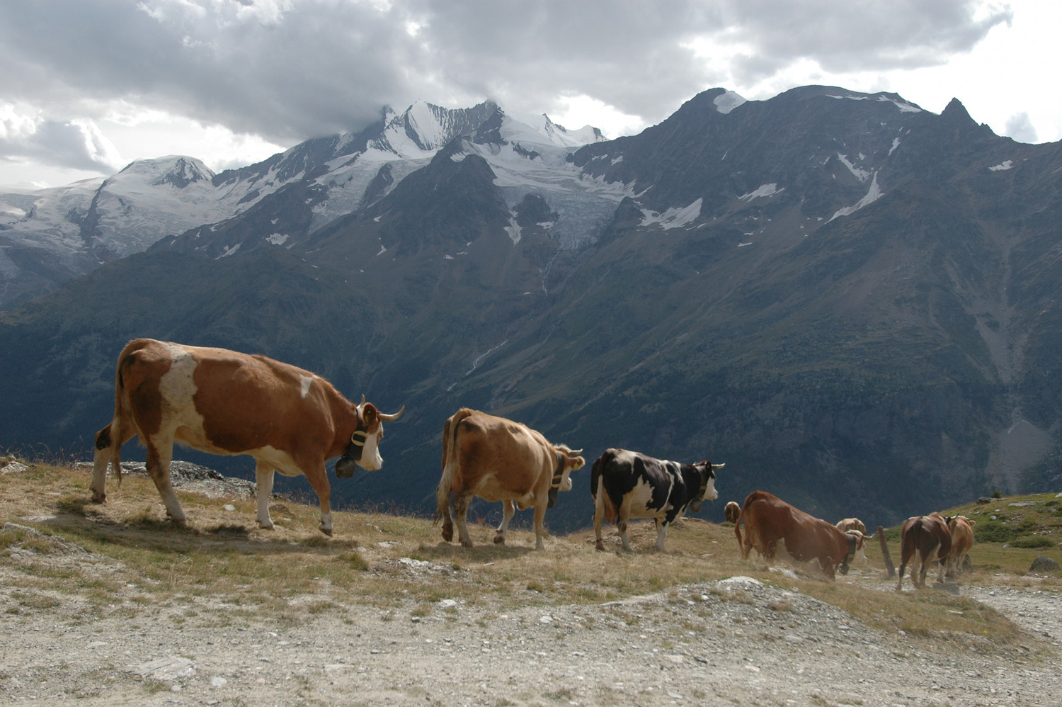 Groupe des Mischabel pris de la zone où on peut parquer, au dessus d'Hoferälpji. 08/2009