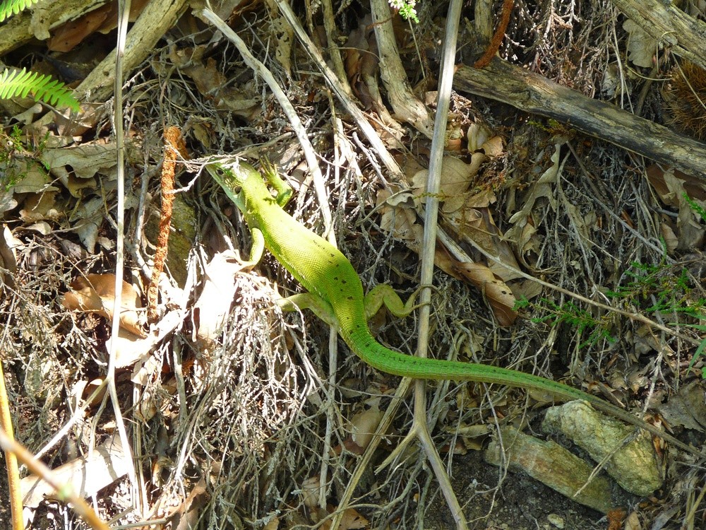 Lézard