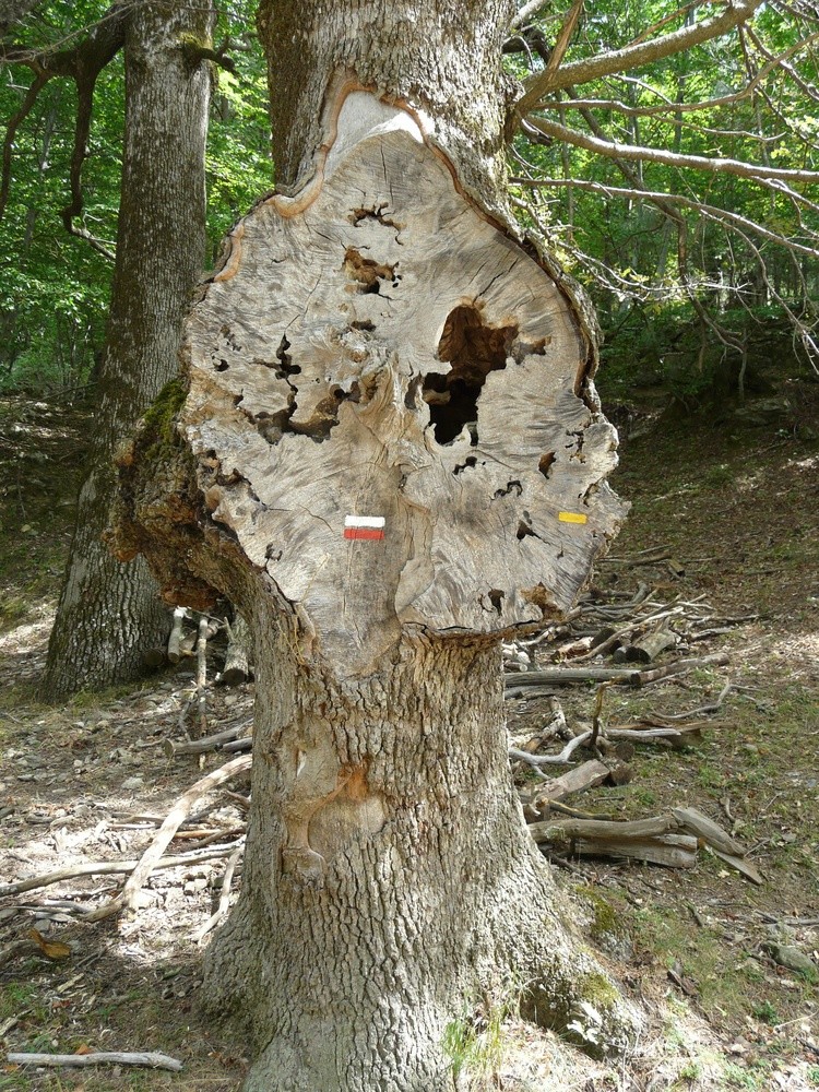 Abalisament