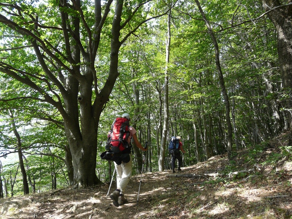 Traversée forestière avant le col de l'Ouillat