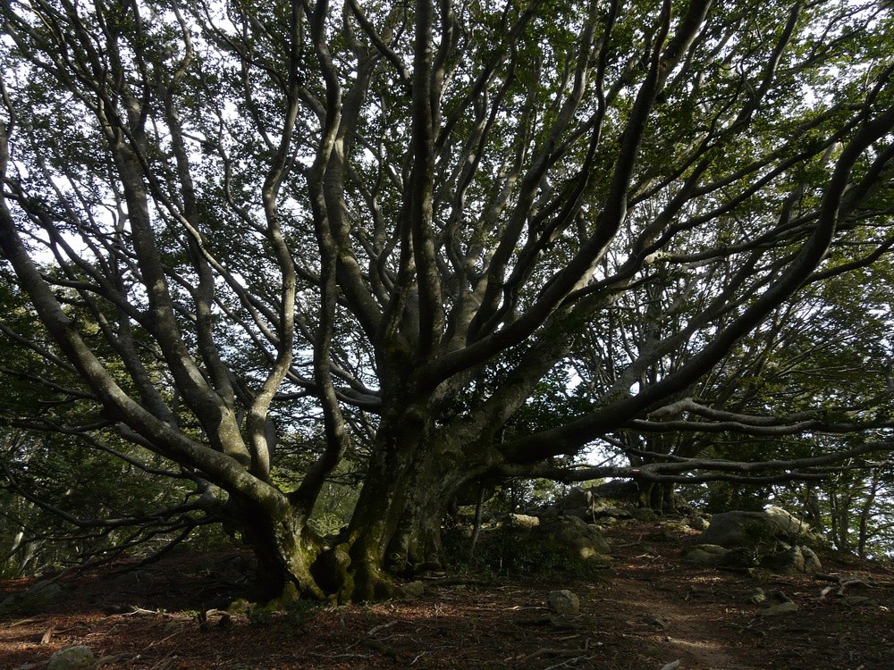 Arbre