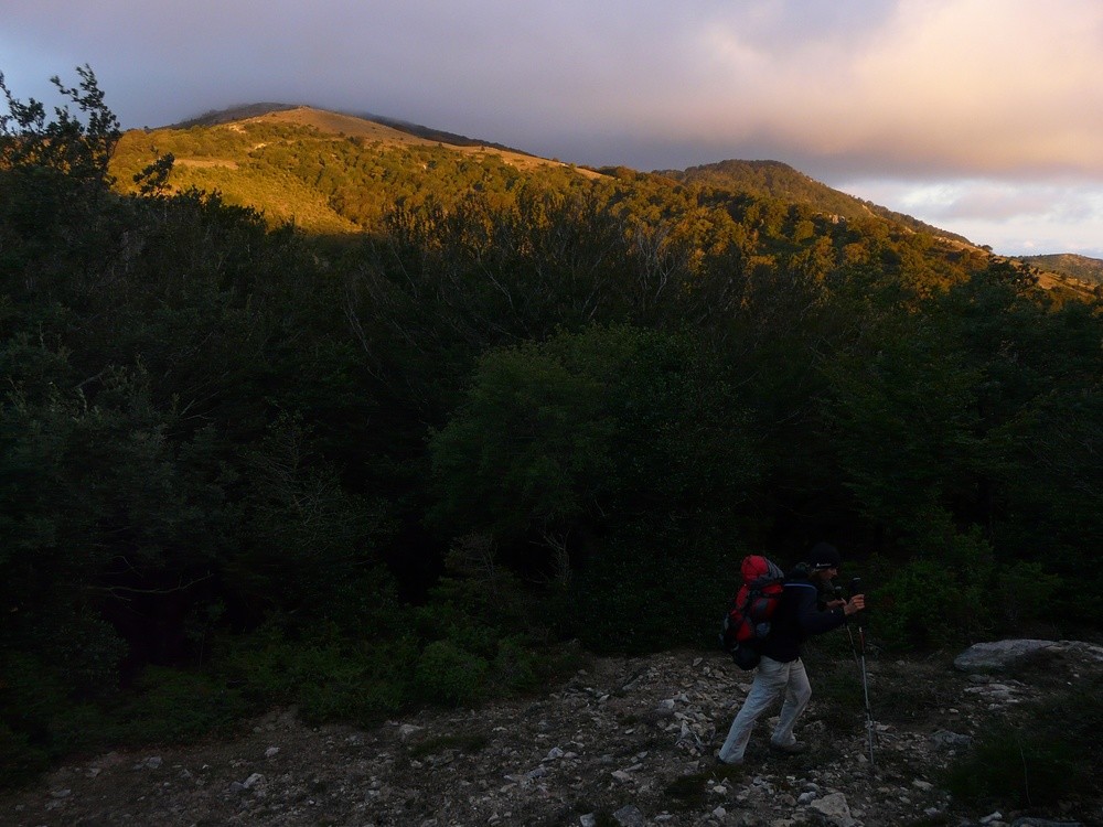 Sortie de la forêt de Massane