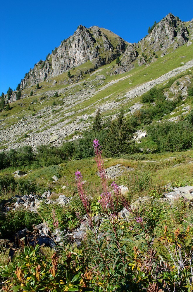 épilobe