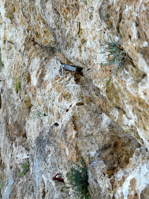 Nature morte - Départ de L2 de l'Y au Teillon Nature morte - Départ de L2 de l'Y au Teillon