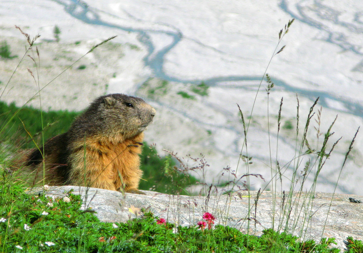 Marmotte au dessus du Pré de Mme Carle
