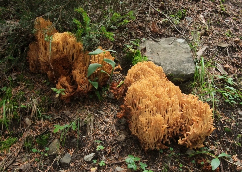 Champignons vermicelles ?