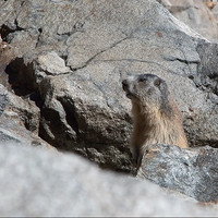 marmotte