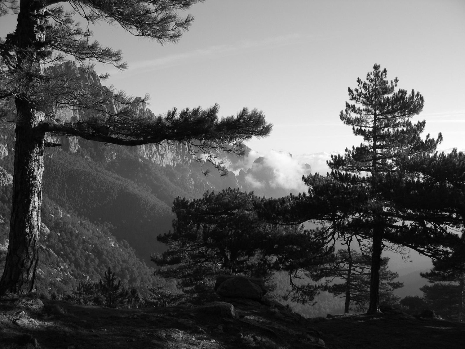 BAVELLA 3