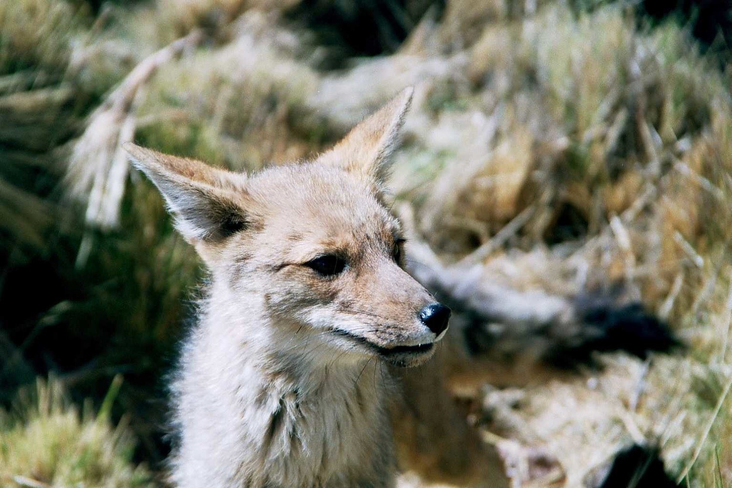 Regard/Renard chilien