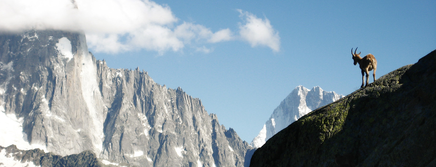 Bouquetin et Drus