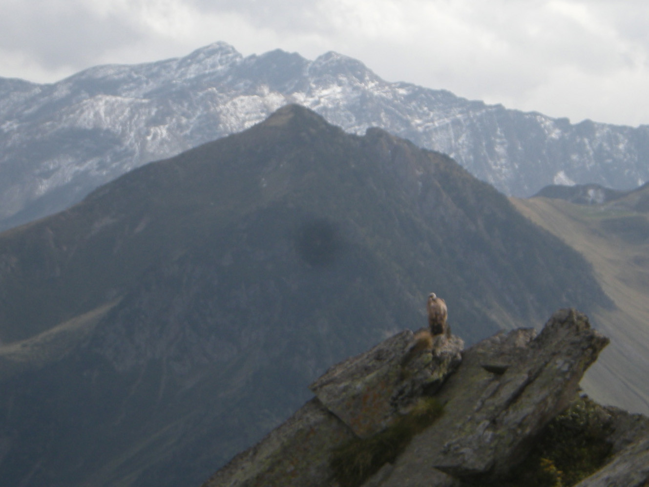 Trompe pas! les vautours attendent