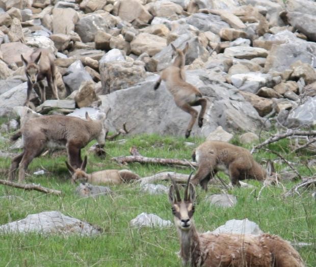 Petit chamois sauteur
