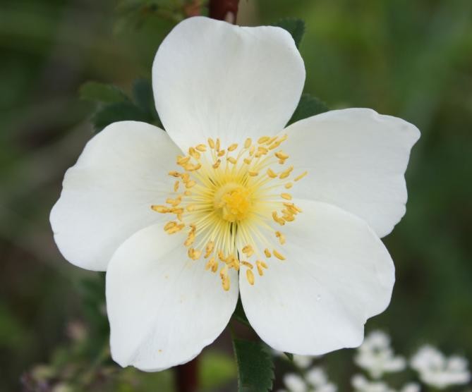 Blanc comme neige