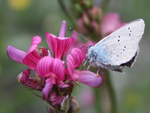papillon