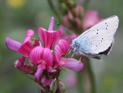 papillon