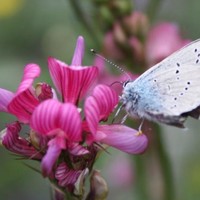 papillon