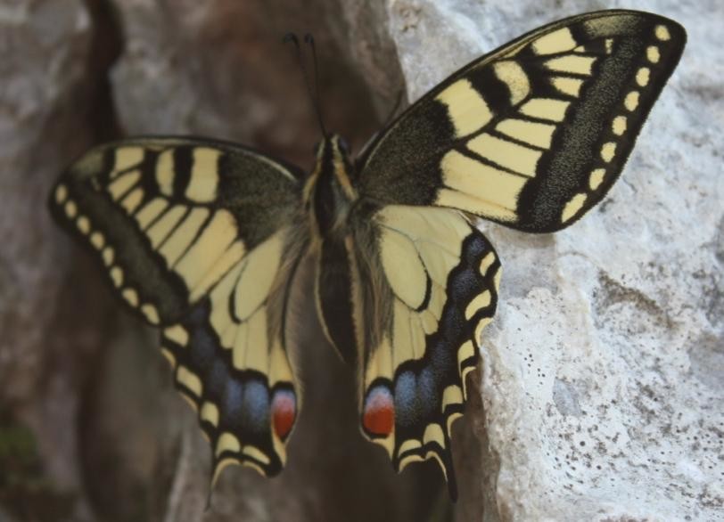 papillon