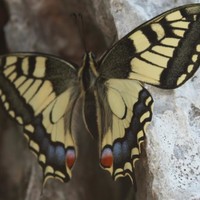 papillon