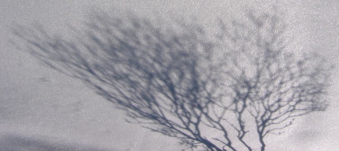 L'ombre d'un arbre dans la neige