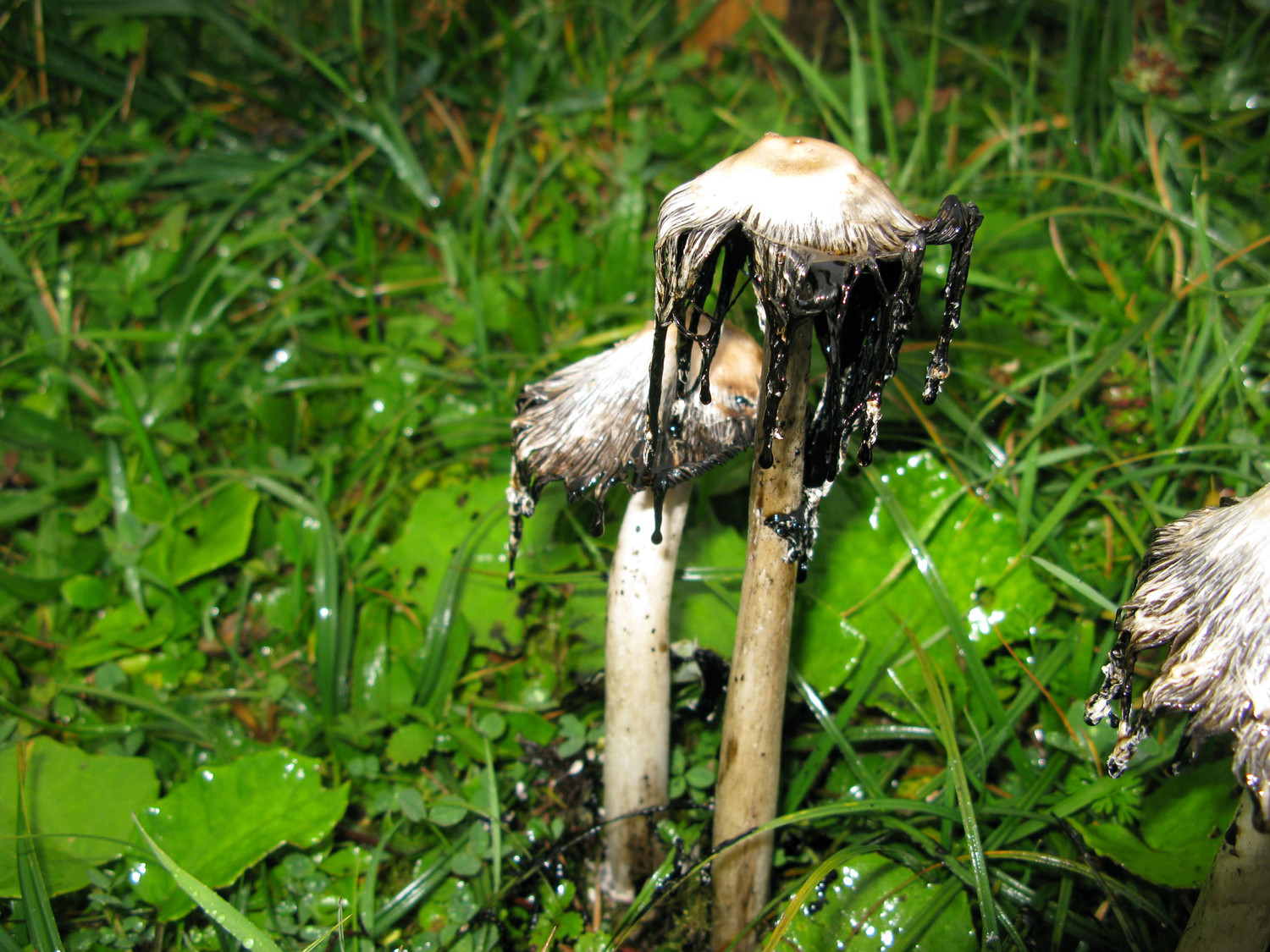 ça goutte!