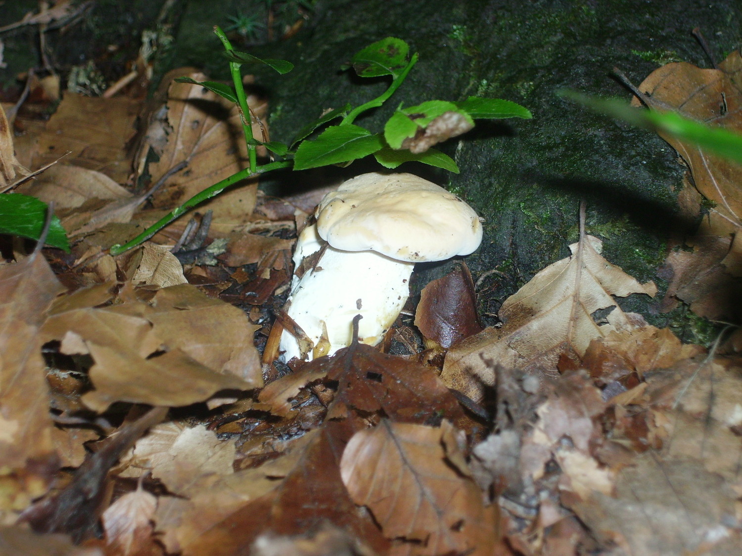 Pied de mouton