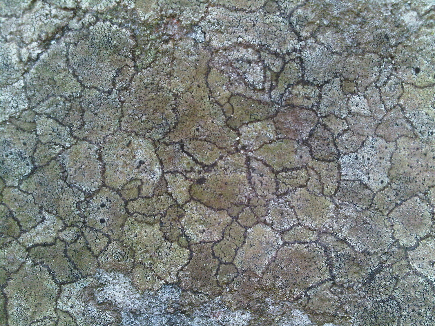 lichen geographique
